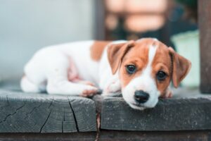 Evacuation for Pets Cobb Team